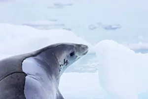 Lobodon: Crabeater Seal