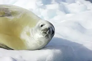 Lobodon: Crabeater Seal