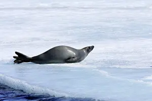 Lobodon: Crabeater Seal