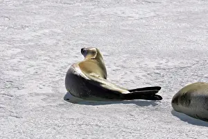 Lobodon: Crabeater Seal