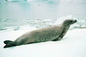 Axel Bunge: CRABEATER SEAL