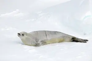Lobodon: Crabeater Seal