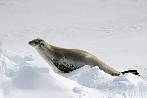 Sealion: Crabeater Seal