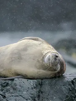 Hemisphere: Crabeater Seal, Antarctica, Antarctic Peninsula