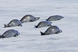 Lobodon: Crabeater Seal - group on ice