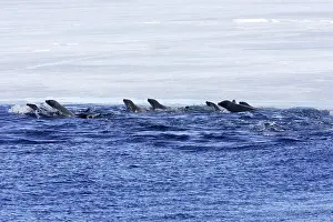 Lobodon: Crabeater Seal - group swimming