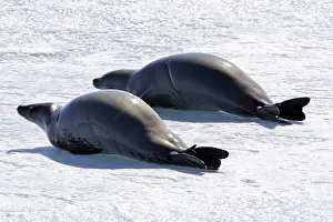 Lobodon: Crabeater Seal - two on ice