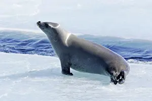 Lobodon: Crabeater Seal - on ice