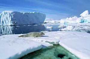 Lobodon: CRABEATER SEAL - On ice floe