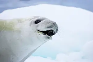 Lobodon: Crabeater Seal - on Ice Floes