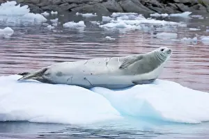 Lobodon: Crabeater Seal - on ice floes