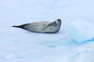 Lobodon: Crabeater Seal - on ice floes