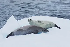 Lobodon: Crabeater Seal - on ice floes