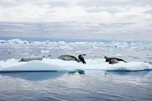 Lobodon: Crabeater Seal on ice floes