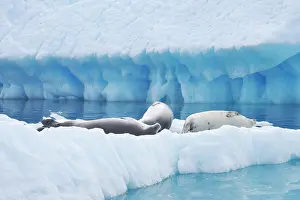 Lobodon: Crabeater Seal on ice floes
