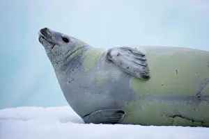 Lobodon: Crabeater Seal - on ice floes