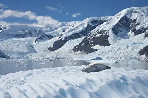 Lobodon: Crabeater Seal - on Ice Floes with snow capped