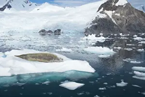 Lobodon: Crabeater Seal - on ice floes with snow capped