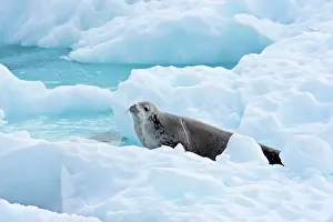 Lobodon: Crabeater Seal - on iceberg