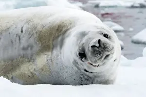 Lobodon: Crabeater Seal lying on ice