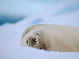Iceberg: Crabeater seal resting on an ice floe, Antarctic Peninsula