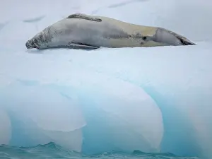 Hemisphere: Crabeater Seal, resting on ice floe. Antarctica