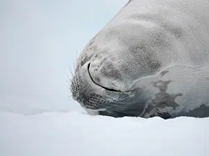 Hemisphere: Crabeater Seal, resting on ice floe. Antarctica