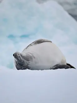 Hemisphere: Crabeater Seal, resting on ice floe. Antarctica