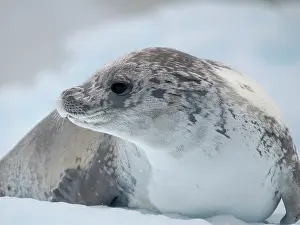 Hemisphere: Crabeater Seal, resting on ice floe. Antarctica