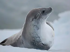 Hemisphere: Crabeater Seal, resting on ice floe. Antarctica
