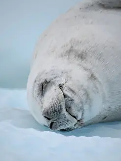 Hemisphere: Crabeater Seal, resting on ice floe. Antarctica