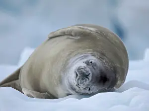 Hemisphere: Crabeater Seal, resting on ice floe. Antarctica