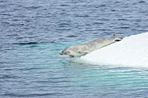 Lobodon: Crabeater Seal - seal slipping into water