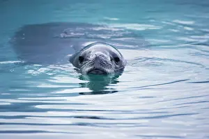 Lobodon: Crabeater Seal - swimming in icy water