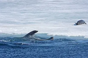 Lobodon: Crabeater Seal, Swimming beside sea ice with one on the ice