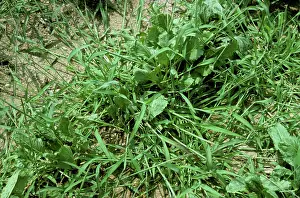 Beet: Crabgrass (Digitaria sanguinalis) in beet crop
