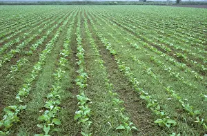Seedlings: Crabgrass seedlings in sugar beet crop