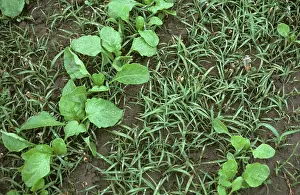 Seedlings: Crabgrass seedlings in sugarbeet crop