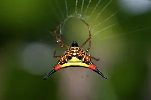 Spine: Crablike Spiny Orbweaver Spider