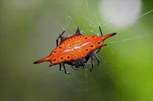 Spine: Crablike Spiny Orbweaver Spider