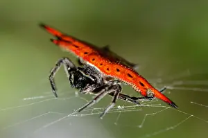 Spine: Crablike Spiny Orbweaver Spider