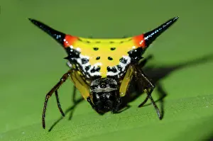 Spine: Crablike Spiny Orbweaver Spider