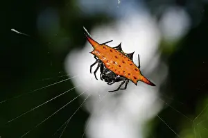Spine: Crablike Spiny Orbweaver Spider