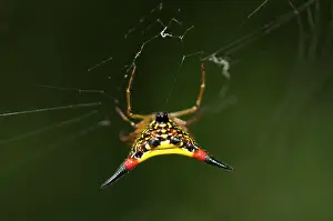 Webs: Crablike Spiny Orbweaver Spider Crablike Spiny Orbweaver
