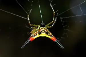 Cancriformis: Crablike Spiny Orbweaver Spider - extruding silk