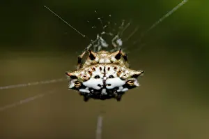 Spine: Crablike Spiny Orbweaver Spider with face-like pattern