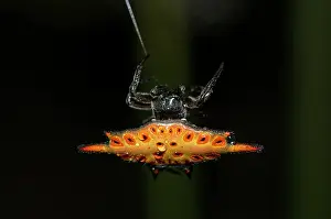 Raindrop: Crablike Spiny Orbweaver Spider - with raindrops