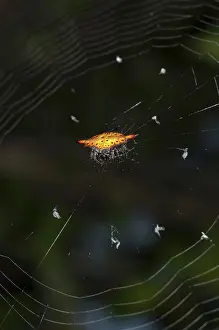 Orbweaver: Crablike Spiny Orbweaver Spider - on web