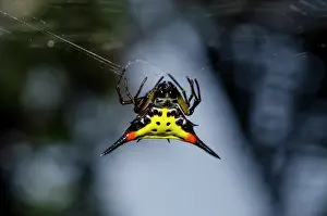 Cancriformis: Crablike Spiny Orbweaver Spider on web - Klungkung