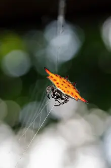 Cancriformis: Crablike Spiny Orbweaver Spider on web - Klungkung